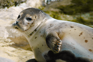 Mediterranean Monk Seal, Monachus monachus