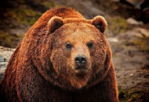 Grizzly Bear, Ursus arctos ssp.