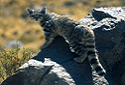 Andean Mountain Cat, Leopardus jacobita