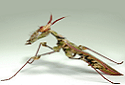 Devil's Flower Mantis, Idolomantis diabolica