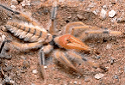 Giant Camel Spider, Solifugae