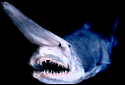 Goblin Shark, Mitsukurina owstoni