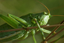 Green Bush Cricket