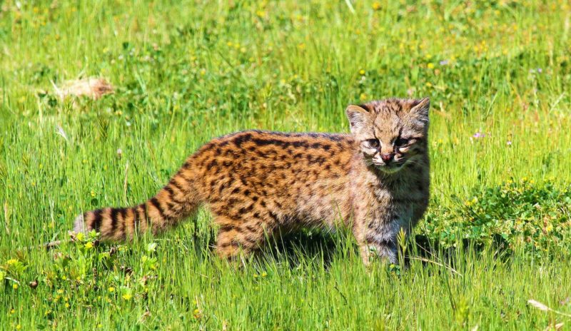 Kodkod l Charming Small Wildcat - Our Breathing Planet