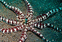 Mimic Octopus, Thaumoctopus mimicus