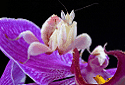 Orchid Mantis, Hymenopus coronatus