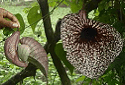 Pelican Flower, Aristolochia grandiflora