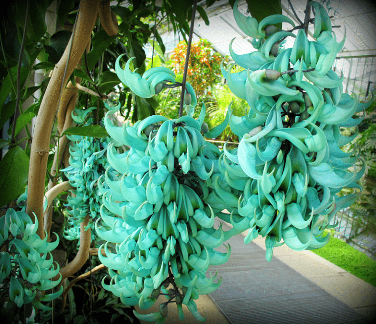 Jade Vine l Powerful Tropical Plant Our Breathing