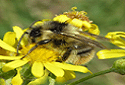 Shrill Carder Bee, Bombus sylvarum