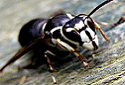 Bald Faced Hornet, Dolichovespula maculata