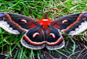 Cecropia Moth, Hyalophora cecropia