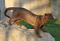 Fossa, Cryptoprocta ferox