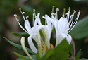 Honeysuckle, Caprifoliaceae