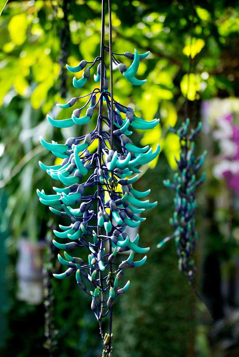 Jade Vine