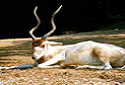 Screwhorn Antelope, Addax nasomaculatus