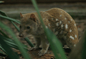 Tiger Quoll, Spotted-Tail Quoll, Dasyurus maculatus