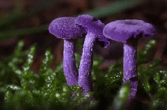 fungus