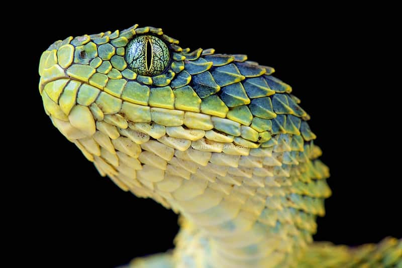 Venomous bush vipers from Africa, 3 species of Atheris snakes in