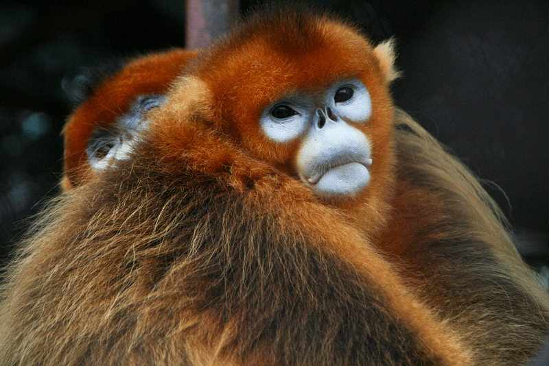 Yunnan Golden Monkey l Awesome - Our Breathing Planet
