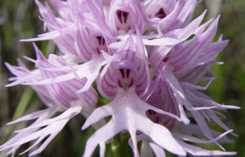 5 Incredible Italian Herbaceous Plants
