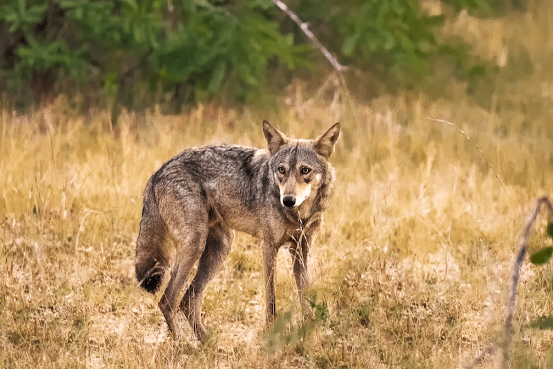 Indian Wolf, Canis lupus pallipes