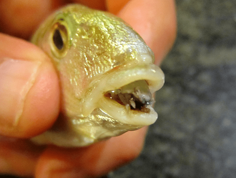 Tongue-Eating Louse, Cymothoa exigua