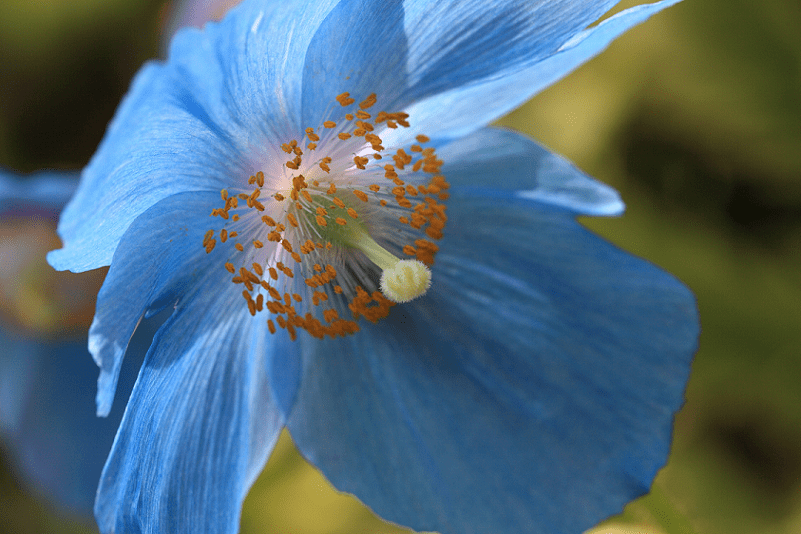 Himalayan Blue Poppy, Meconopsis betonicifolia