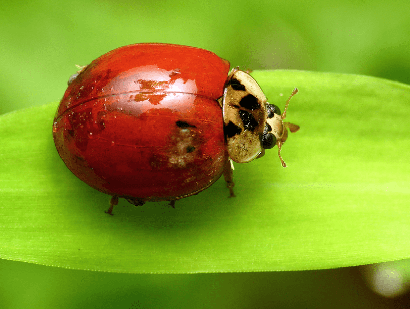 Multicolored Asian Lady Beetle - Surprising Little Beauty