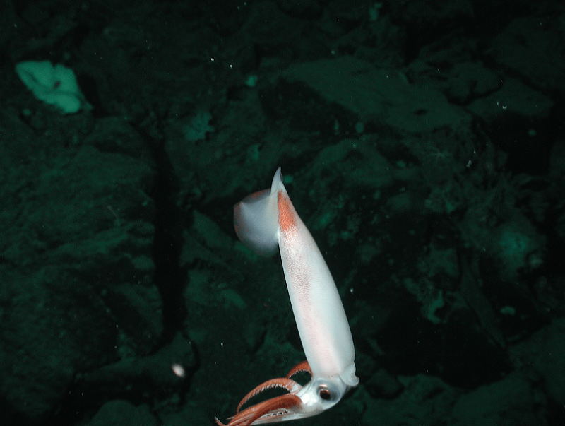Armhook Squid, Gonatidae