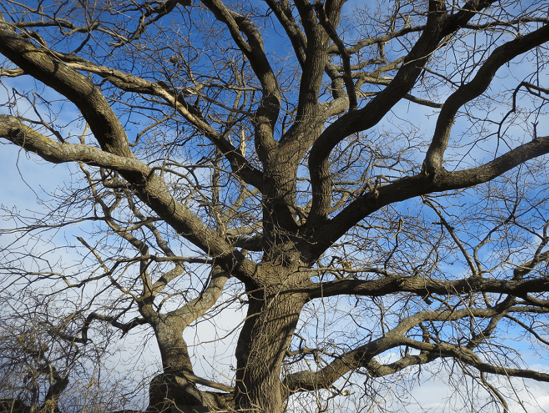 English Oak, Quercus robur