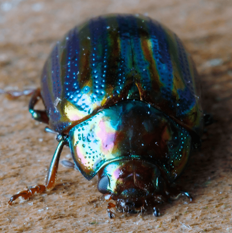 Rainbow Leaf Beetle, Chrysolina cerealis