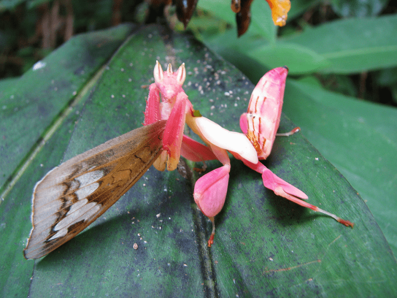Orchid Mantis, Hymenopus coronatus