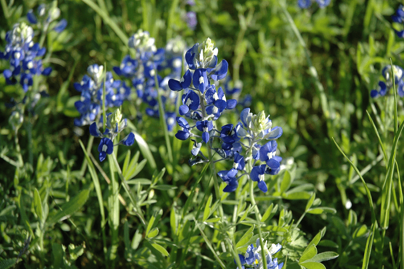 Texas Bluebonnet, Lupinus texensis