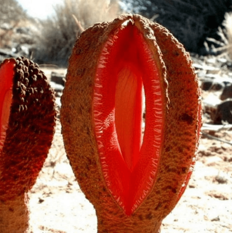 Hydnora africana