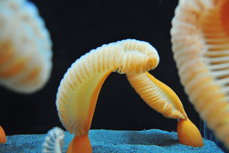 Sea Pens l Remarkable Creatures - Our Breathing Planet