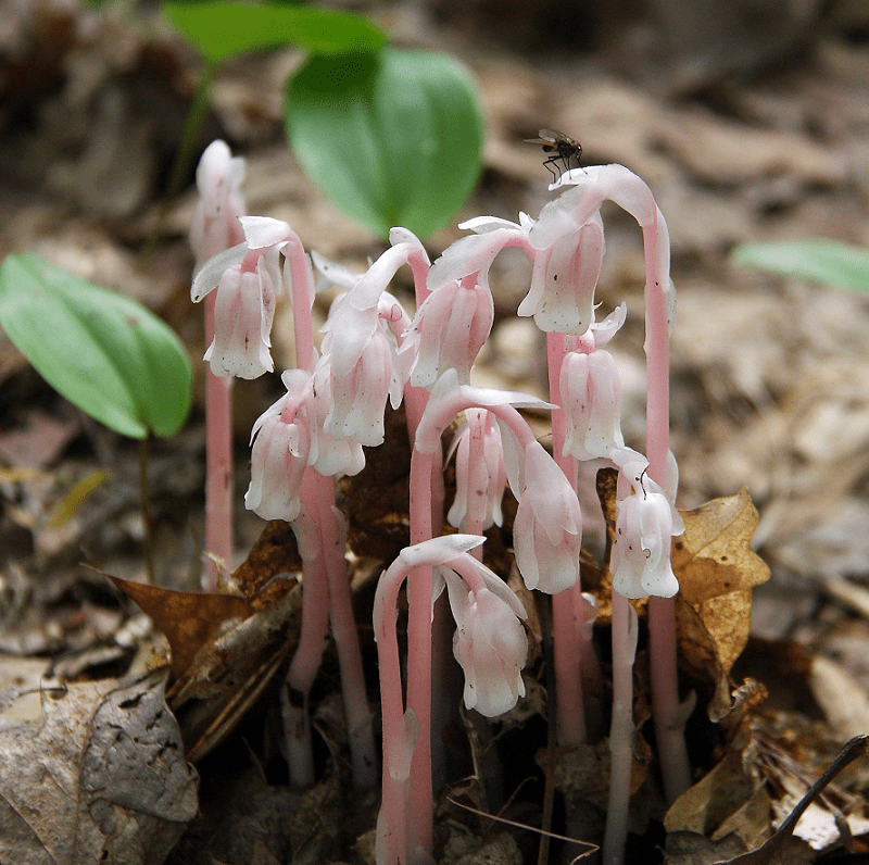 Indian Pipes, Monotropa uniflora