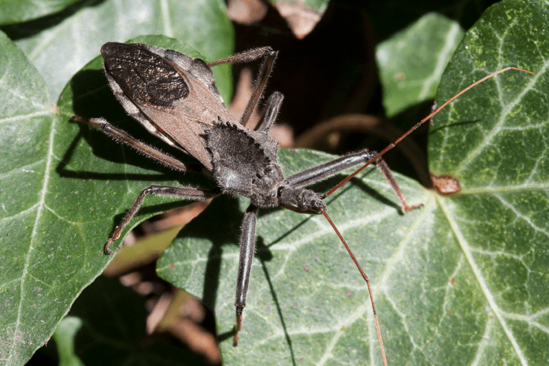 Wheel Bug, Arilus cristatus