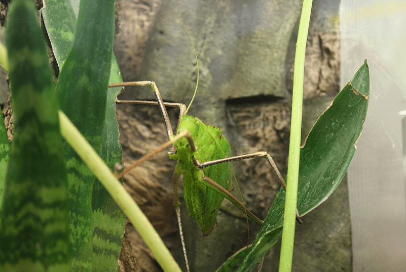Giant Katydid, Stilpnochlora couloniana