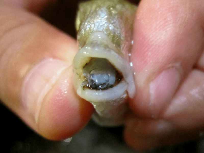 Tongue-Eating Louse, Cymothoa exigua