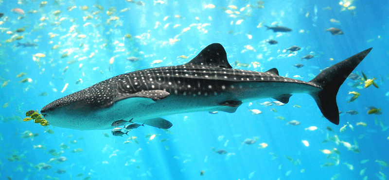 Whale Shark, Rhincodon typus