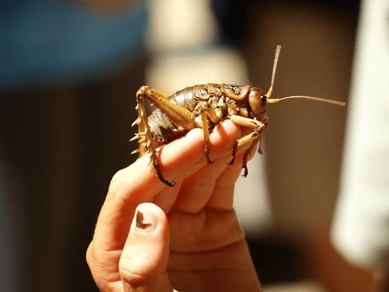 Giant Weta l Stunning Specimen Our Breathing