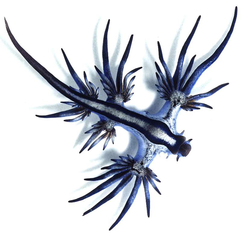 Sea Swallow, Glaucus atlanticus