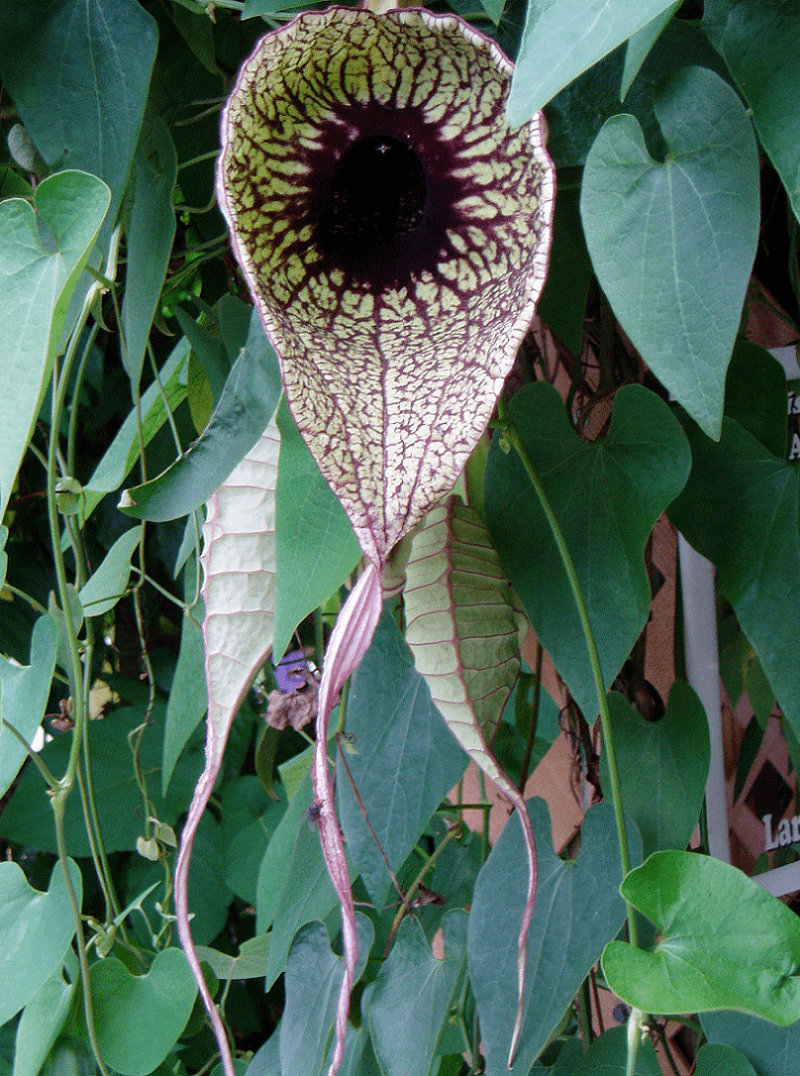 Duck flower, a.k.a, the pelican flower, is a deciduous vine with