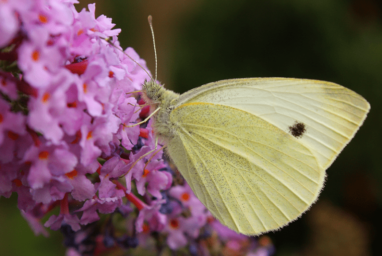 Cabbage White Butterfly | Startling - Our Breathing Planet