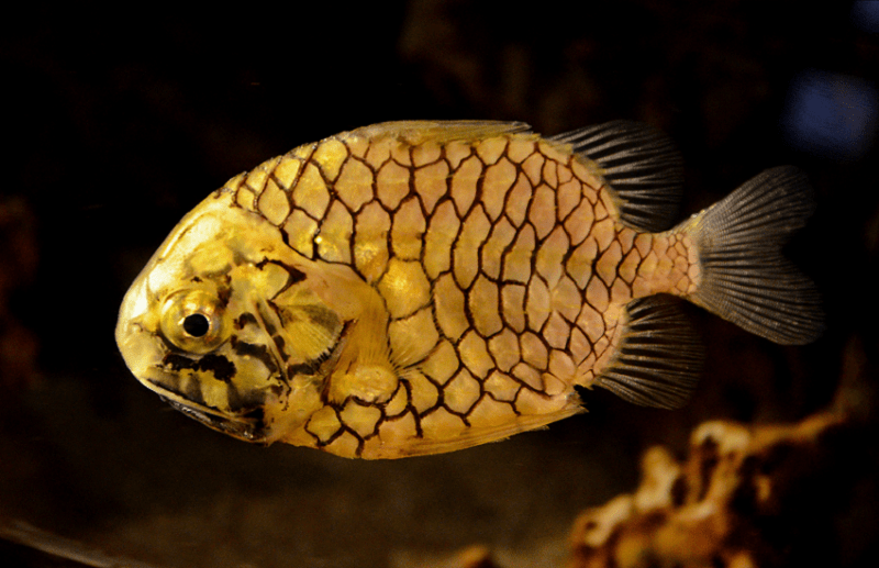 Pinecone Fish, Monocentridae