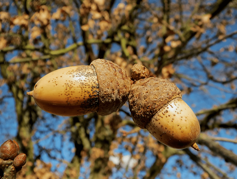 English Oak, Quercus robur