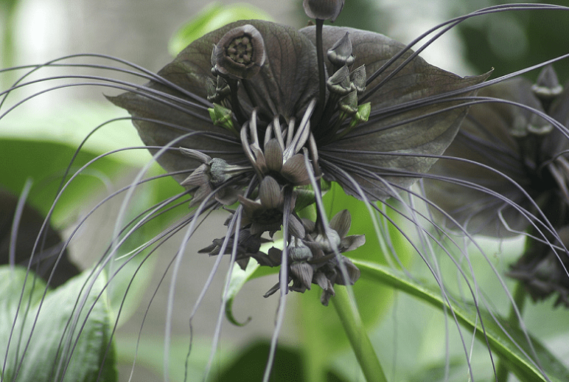 Black Bat Flower, Tacca chantrieri