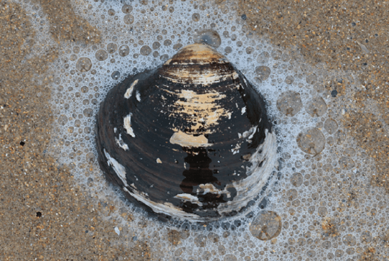 Ocean Quahog l Exciting Creature Our Breathing