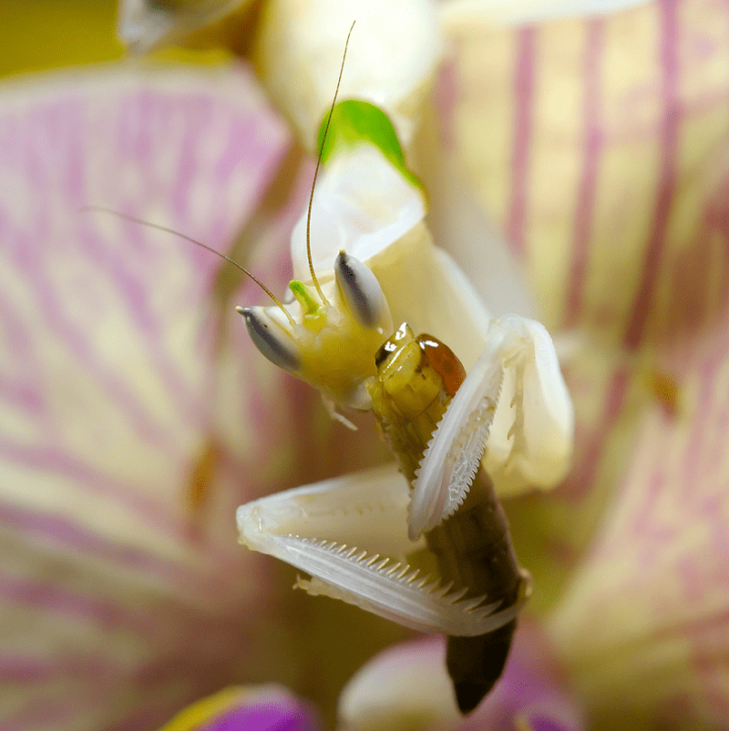 Orchid Mantis, Hymenopus coronatus