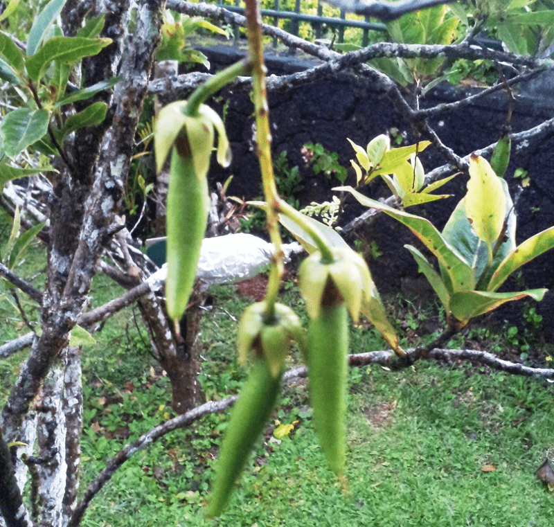 Bois Dentelle, Elaeocarpus bojeri